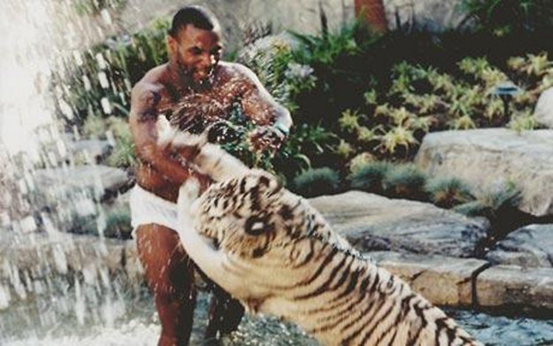 Throwback: Mike Tyson Wrestling With A White Bengal Tiger
